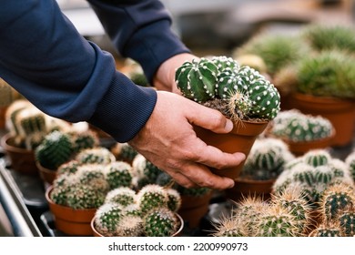 Man Gardener Shopping In Garden Center, Buying Cactus Houseplant