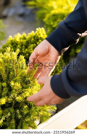 man gardener shopping in garden center, buying Dwarf Conifer plants in pot