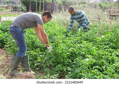 Man Gardener While Harvesting Of Potatoes In Green Garden Outdoor