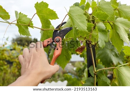 Man gardening in backyard. Worker's hands with secateurs cutting off wilted leafs on grapevine. Seasonal gardening, pruning plants with pruning shears in the garden