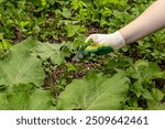 Man in gardening gloves pulls out weeds from garden bed. Manual weed removal