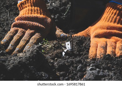 Man Is Gardening At Home In The Orange Gloves. Woman Is Planting Herbs In The Soil. Preparation Ground  For Small Bushes. Home Agricultural Work At The Farm In Spring Season On Back Yard. 