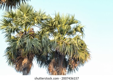 A Man Gathering Rice Wine From Palm Trees During Sunset In Cambodia