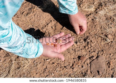 A man gathers fire agates at Round Mountain Rockhound Area, in the desert near Duncan, Arizona, USA. Concepts of treasure hunting, rock collecting and tourism 