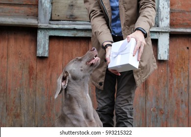 Man With A Gift And A Dog