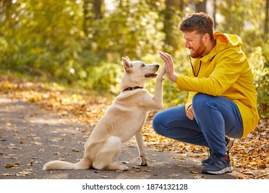 Man Give High Five To Lovely Pet Dog In The Forest, Friendship Between Peopel And Animals, During Walk. Active Man Love His Pet. Side View