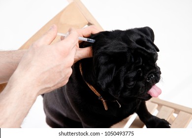 man give medicine to pug dog with syringe. Concept of diabetes animals Insulin