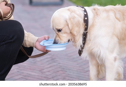 A man gives a dog a bowl of water in the park. Golden Retriever quenches thirst in the heat outside