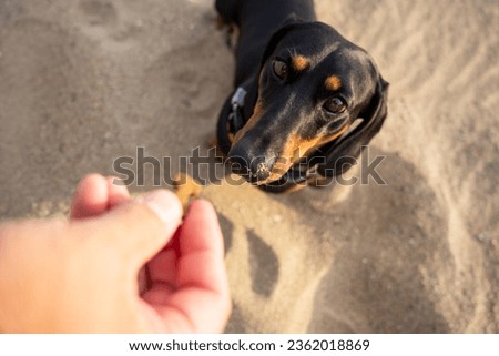 A man giving a dog treat to his dachshund on the beach to make it obey him