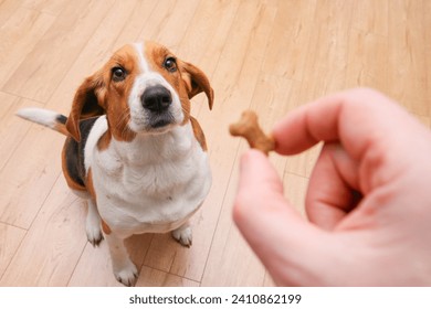 Man giving his dog treat reward after an obedience training. Lifestyle photo with copy space. Daily activities with PET friend, POV