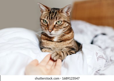 Man Giving Open Empty Hand Palm To Tabby Cat. Woman Touching Cats Paw As Sign Of Support, Compassion And Care. Relationship Friendship Of Human And Domestic Feline Animal Pet. 