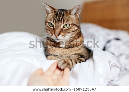 Man giving open empty hand palm to tabby cat. Woman touching cats paw as sign of support, compassion and care. Relationship friendship of human and domestic feline animal pet. 