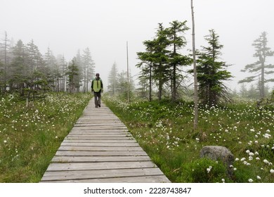 Man goes on a wooden sidewalk over blooming peat bog  in Jesenik mountains. While plant is Eriophorum vaginatum - Shutterstock ID 2228743847