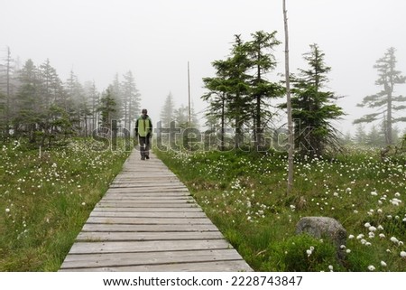 Man goes on a wooden sidewalk over blooming peat bog  in Jesenik mountains. While plant is Eriophorum vaginatum