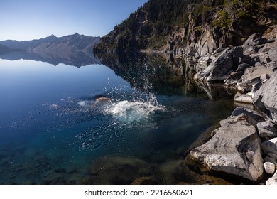 Man Going In For A Swim In Crater Lake NP Oregon In A Beautiful Calm Afternoon, The Cleetwood Cove Trail Leads To The Shore And It Is One Of The Only Places Where Swimming In Allowed.