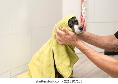 Man Groomer Wipes Of A Dog After A Shower Wrapped In A Towel. Dog Taking A Bubble Bath In Grooming Salon