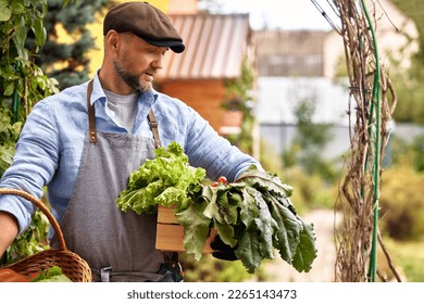 Man growing and picking vegetables and herbs outdoor - Powered by Shutterstock