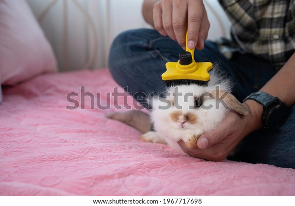 Man hand brushing messy white brown\
rabbit hair with pet brush on pink bedsheet and vintage bed with\
love and gentle, taking care of animal\
concept.