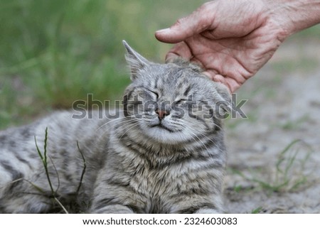 Man hand caresses a cat.Homeless striped cat on the street.
