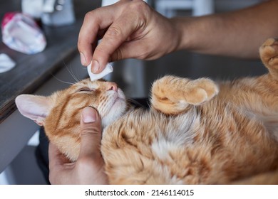 Man Hand Cleaning Her Cat Eyes With Cotton Pad.