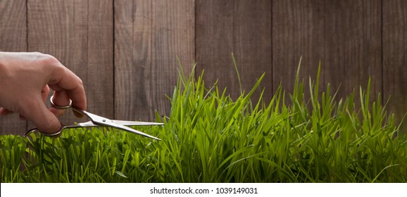 Man Hand Cuts Grass For Lawn With Scissors, Fresh Cut Lawn Garden