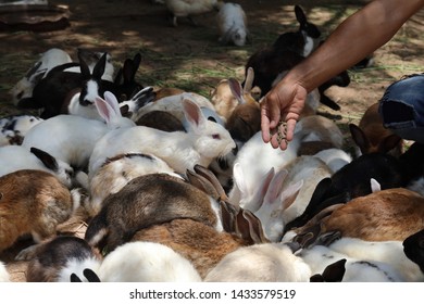 11,922 Rabbit Farming Images, Stock Photos & Vectors | Shutterstock