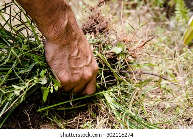 Man Hand Is Holding A Bunch Of Weeds,Hand Pull Out Picking Weeds