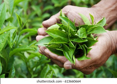 Man Hand Holding Green Tea Leaf