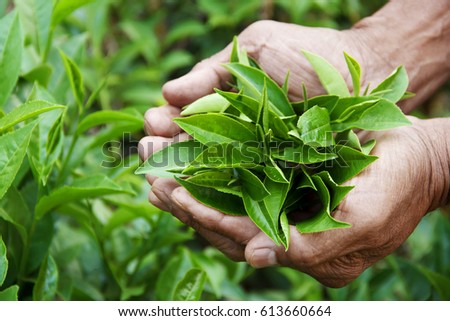 Man hand holding green tea leaf