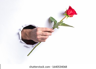 Man Hand Holding One Red Rose Through Torn Hole In White Paper Wall. Creative Valentine's Day, Mother's Day, Women's Day Or Birthday Concept Festive Background.