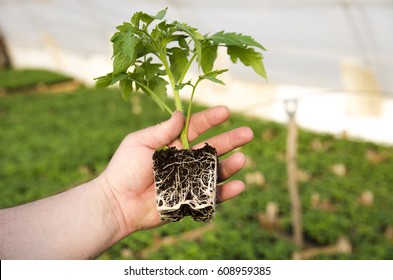 Man Hand Holding Plant Of Tomato With Roots In Soil 