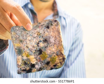 Man hand holding sliced bread full with fungus and mold