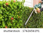 Man hand holding and using hedge trimmer for bush trimming. Shurb pruning, gardening and cutting concept. Home and garden concept.