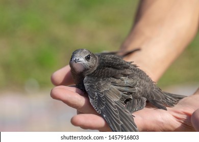 The man hand holds the swifts found in order to let go, close up. Newborn swift in human arms on a sunny summer day. Care of a small bird that fell out of the nest. Wildlife conservation.