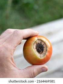 man hand holds tomato fruit damaged by black vertex rot - Shutterstock ID 2164469581