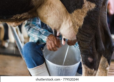 man hand milking a cow by hand, cow standing in the corral