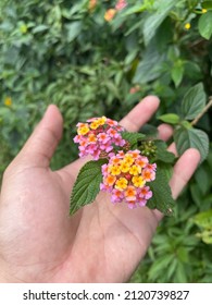 Man Hand Are Picking West Indian Lantana Flower On The Garden