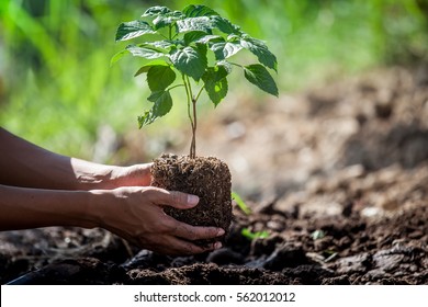 Man Hand Planting Young Tree On Black Soil As Save World Concept