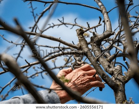 man hand pruning tree cutting dried branches