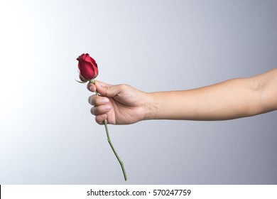 A man hand with red rose flower on white background