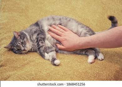 A man hand strokes a cat on a sore stomach. Yellow bed in room, copy space