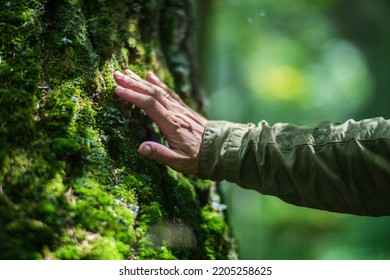 Man hand touch the tree trunk close-up. Bark wood.Caring for the environment. The ecology the concept of saving the world and love nature by human. - Shutterstock ID 2205258625