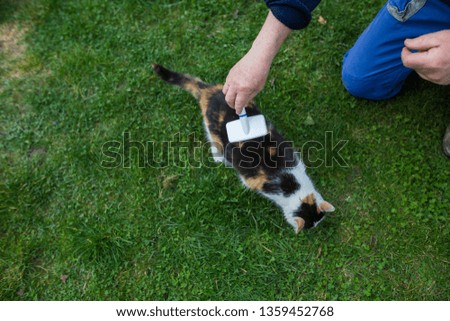 Man hands brushing the cat by white brush