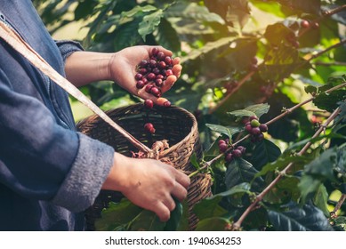 Man Hands Harvest Coffee Bean Ripe Red Berries Plant Fresh Seed Coffee Tree Growth In Green Eco Organic Farm. Close Up Hands Harvest Red Ripe Coffee Seed Robusta Arabica Berry Harvesting Coffee Farm