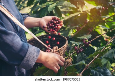 Man Hands harvest coffee bean ripe Red berries plant fresh seed coffee tree growth in green eco organic farm. Close up hands harvest red ripe coffee seed robusta arabica berry harvesting coffee farm - Powered by Shutterstock