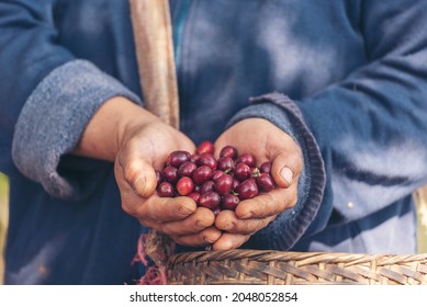 Man Hands harvest coffee bean ripe Red berries plant fresh seed coffee tree growth in green eco organic farm. Close up hands harvest red ripe coffee seed robusta arabica berry harvesting coffee farm - Powered by Shutterstock