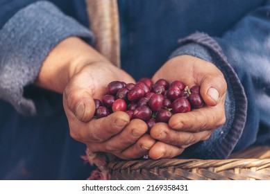 Man Hands Harvest Coffee Bean Ripe Red Berries Plant Fresh Seed Coffee Tree Growth In Green Eco Organic Farm. Close Up Hands Harvest Red Ripe Coffee Seed Robusta Arabica Berry Harvesting Coffee Farm