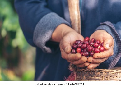 Man Hands Harvest Coffee Bean Ripe Red Berries Plant Fresh Seed Coffee Tree Growth In Green Eco Organic Farm. Close Up Hands Harvest Red Ripe Coffee Seed Robusta Arabica Berry Harvesting Coffee Farm