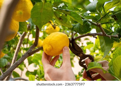 Man hands picking lemons with pruning shears. Harvesting. Young farmers. - Powered by Shutterstock