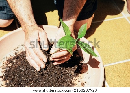 man hands planting avocado seed in a flower pot with soil. Growing avocado tree from seed at home. selective focus